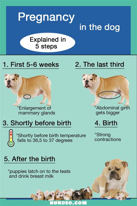 my dog is leaking milk when will she give birth|Dog Labor Signs & Puppy Delivery Stages Explained